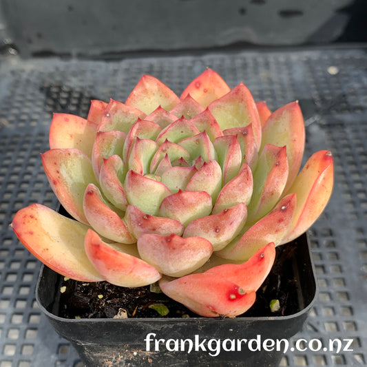 Echeveria Apus | 雨燕座