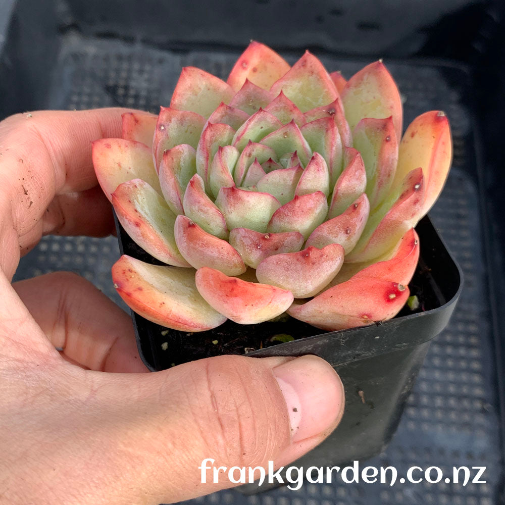Echeveria Apus | 雨燕座