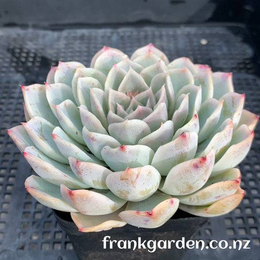 Echeveria Mexican New snowball | 墨西哥新雪球