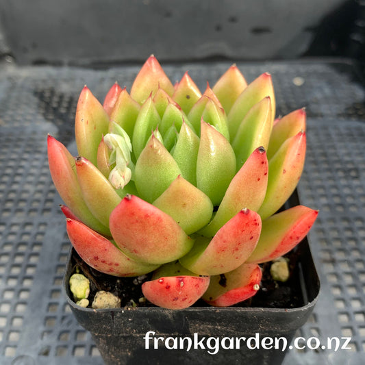 Agavoides Waterlily | 睡莲东云