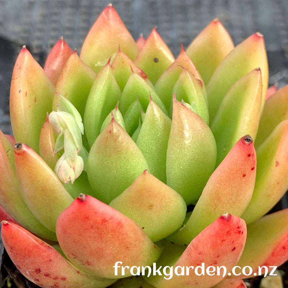 Agavoides Waterlily | 睡莲东云