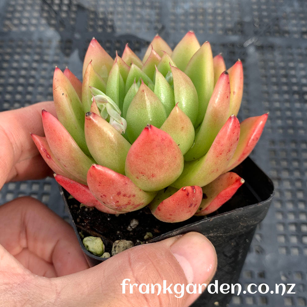 Agavoides Waterlily | 睡莲东云