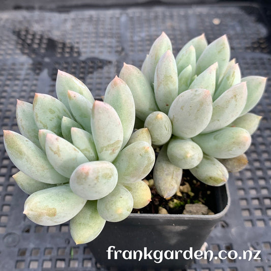 Pachyveria Angel's Finger | 所罗门 天使手指