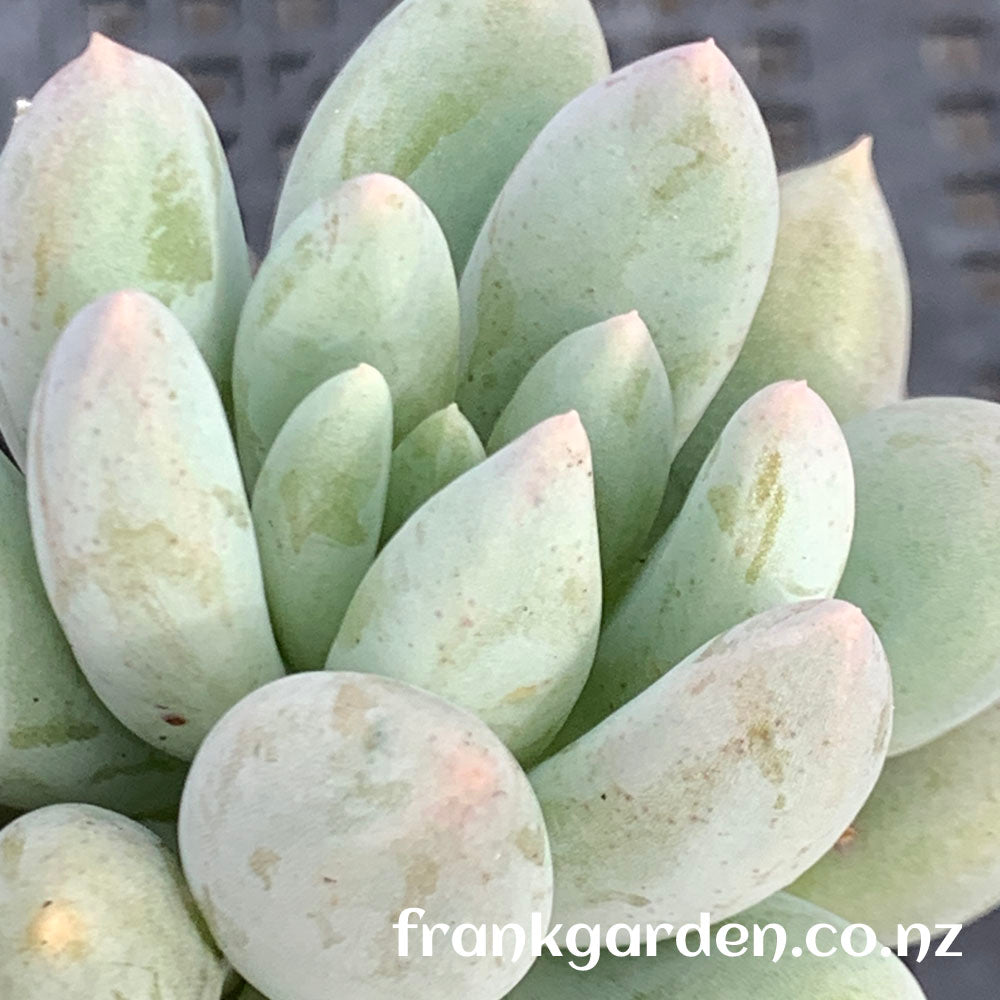 Pachyveria Angel's Finger | 所罗门 天使手指