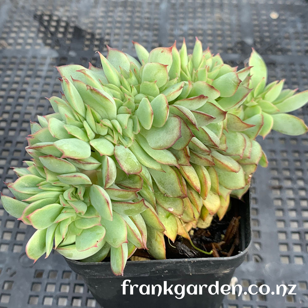 Echeveria Moon goddess Crested | 月光女神缀化