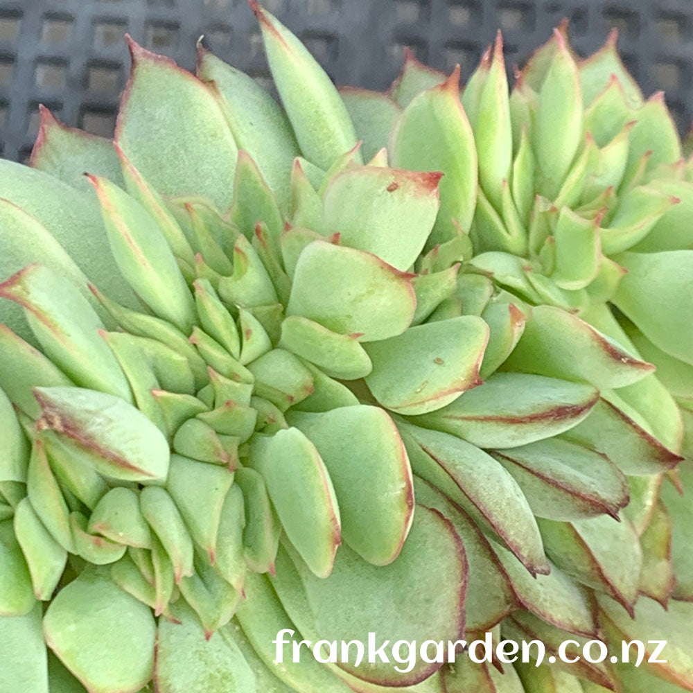Echeveria Moon goddess Crested | 月光女神缀化