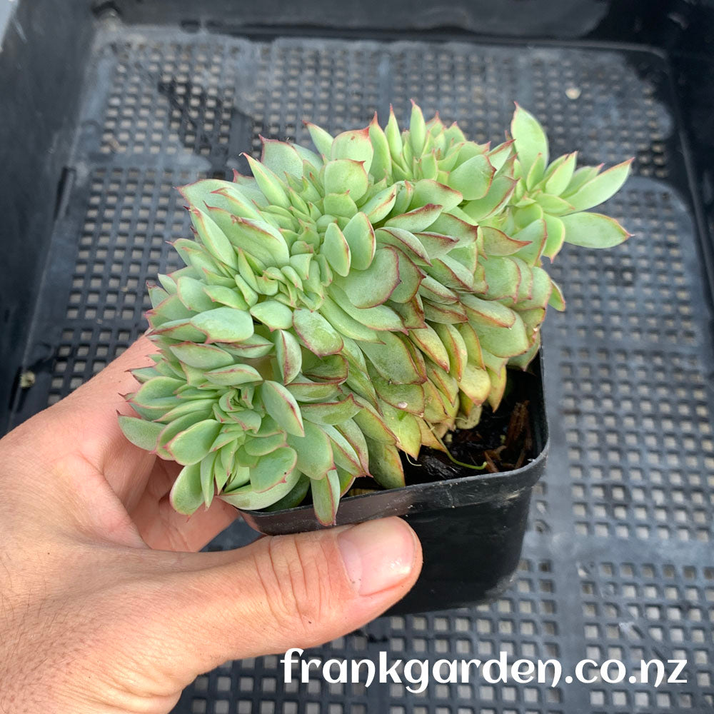 Echeveria Moon goddess Crested | 月光女神缀化