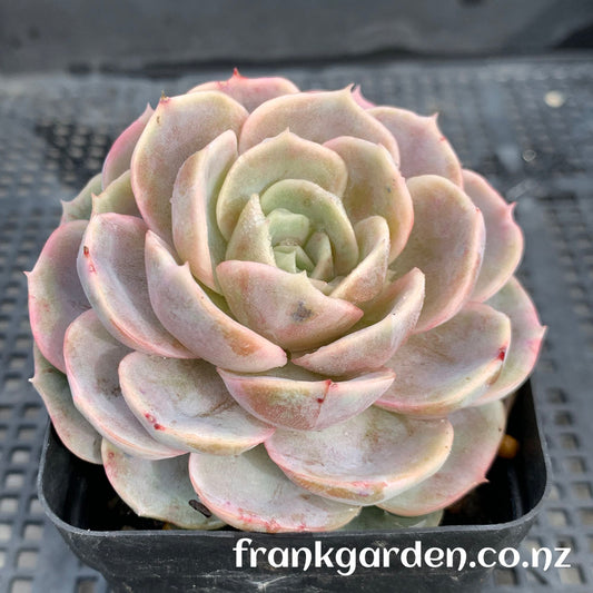 Echeveria Blue Surprise | 蓝色惊喜
