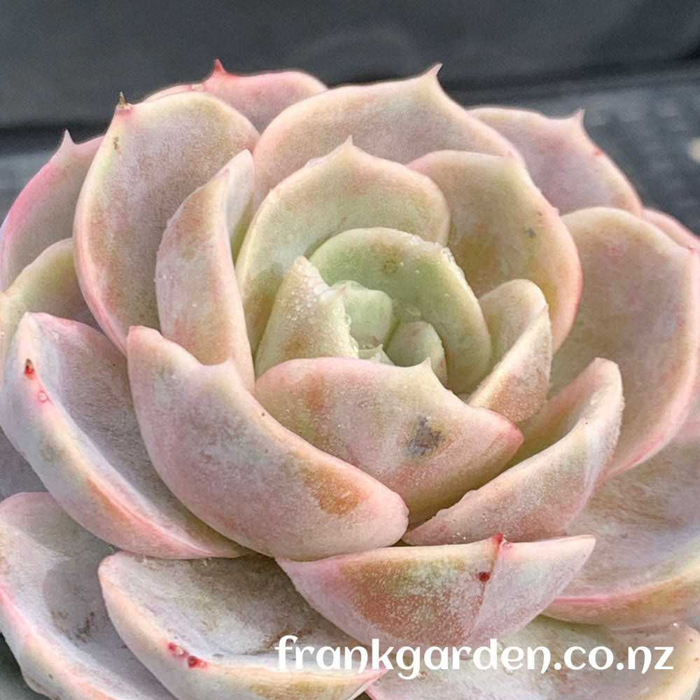 Echeveria Blue Surprise | 蓝色惊喜