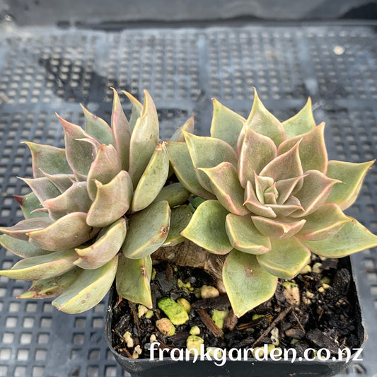 Echeveria Mensa | 门萨 | 魔羯座