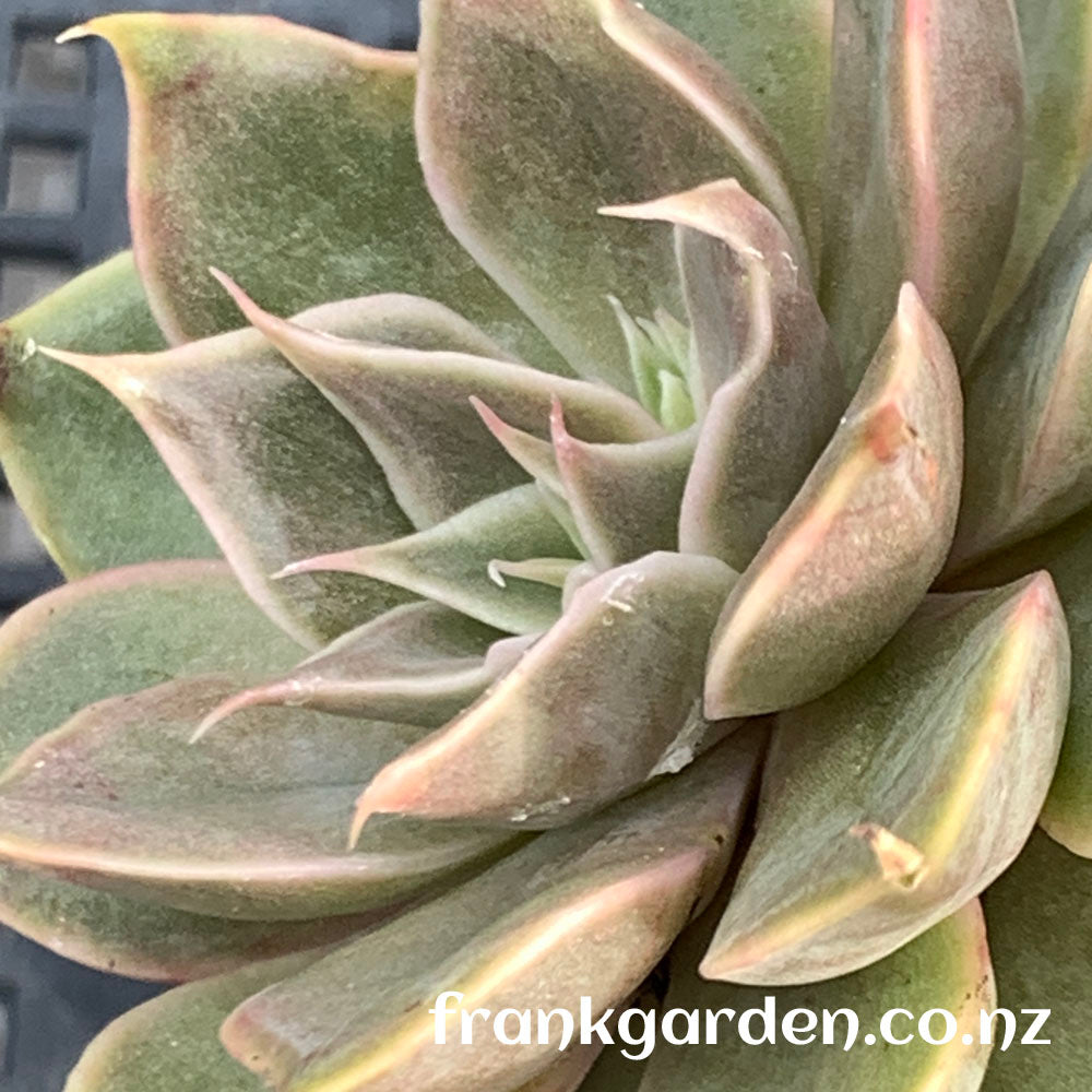 Echeveria Mensa | 门萨 | 魔羯座