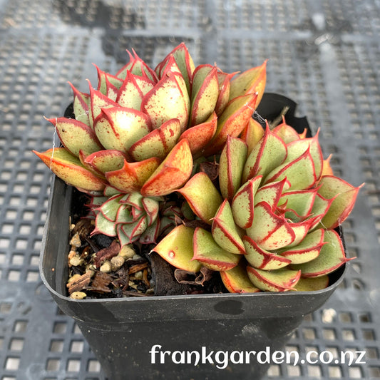 Echeveria Nodulosa cross | 大和红司