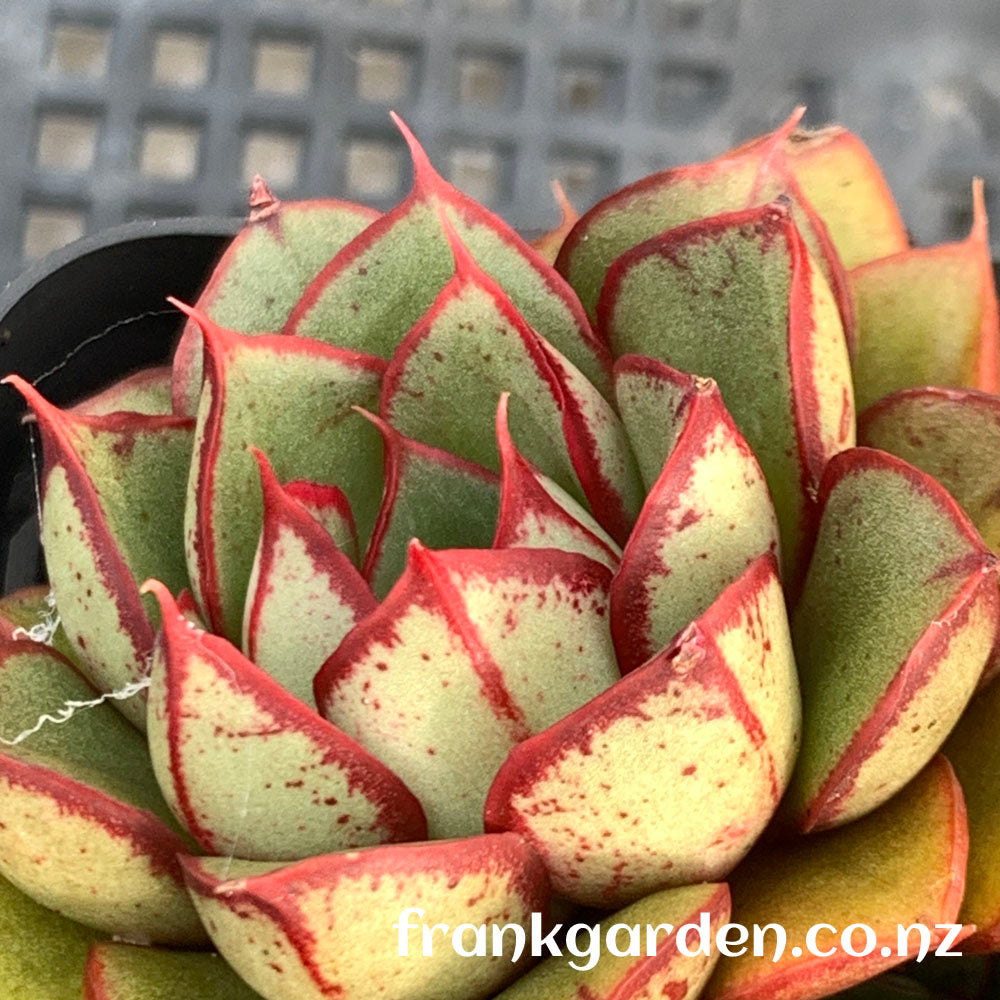 Echeveria Nodulosa cross | 大和红司