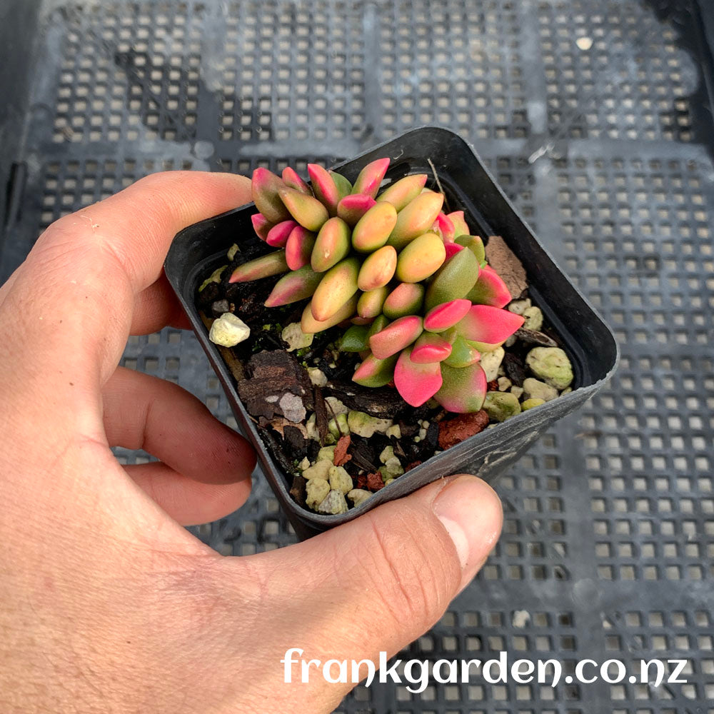 Anacampseros telephiastrum Sunset | 吹雪之松锦