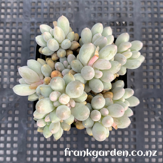 Sedum Baby finger | 婴儿手指
