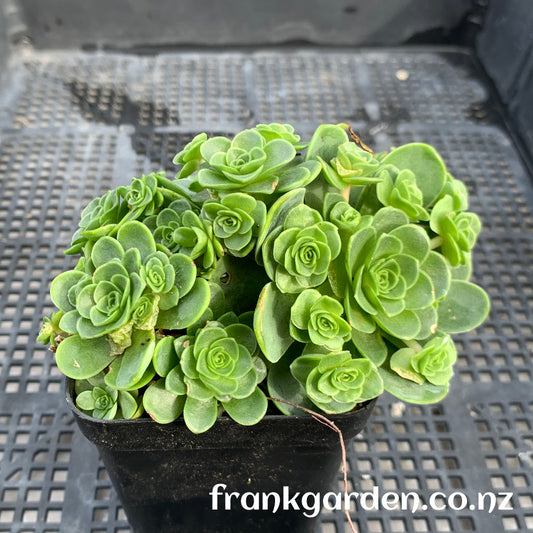 Aeonium Aureum | 黄金山地玫瑰