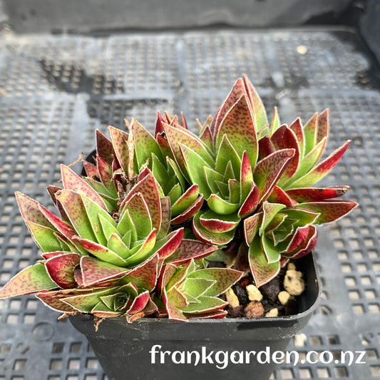 Crassula corymbulosa | 茜之塔