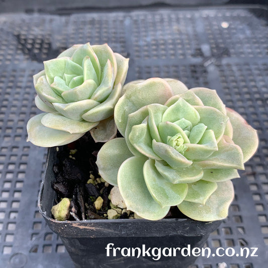 Echeveria Lovely rose | 可爱玫瑰