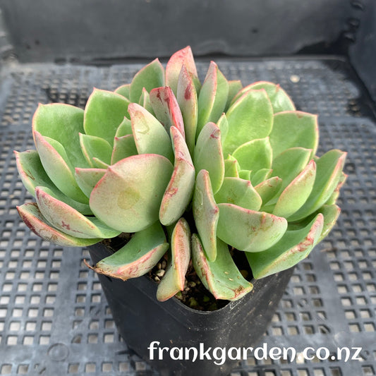 Echeveria Noble | 高贵
