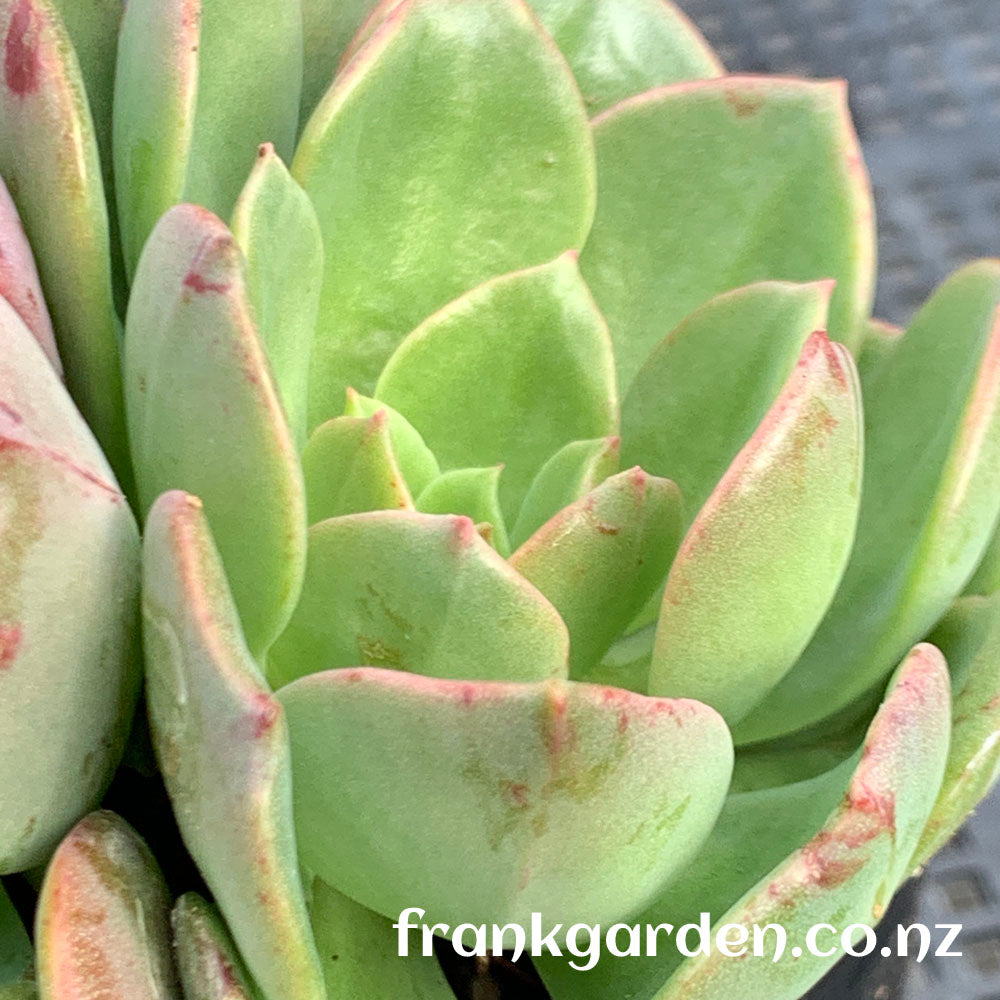 Echeveria Noble | 高贵