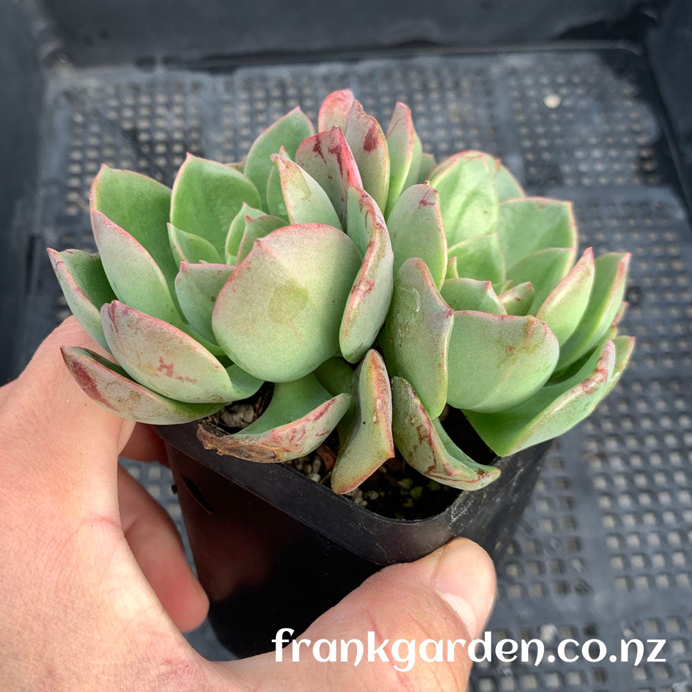 Echeveria Noble | 高贵