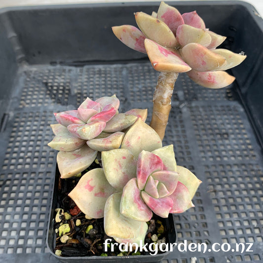 Echeveria Purple delight | 紫乐