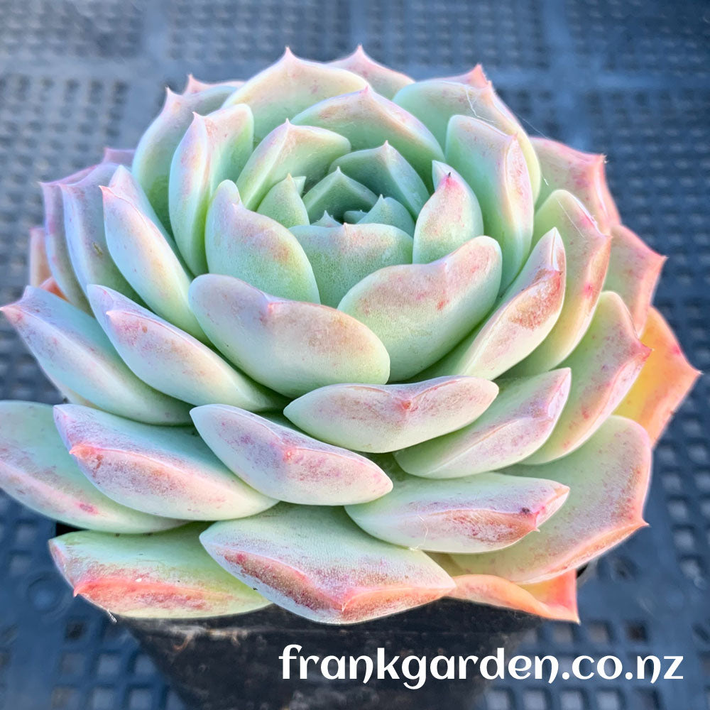 Echeveria Pure love | 纯爱