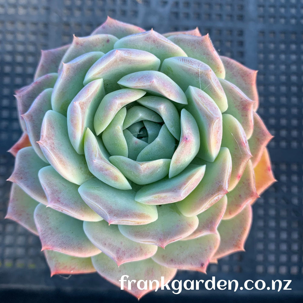 Echeveria Pure love | 纯爱