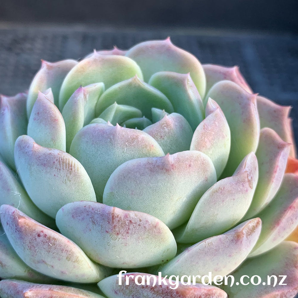 Echeveria Pure love | 纯爱