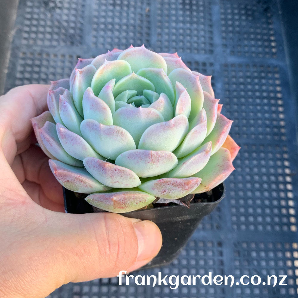 Echeveria Pure love | 纯爱