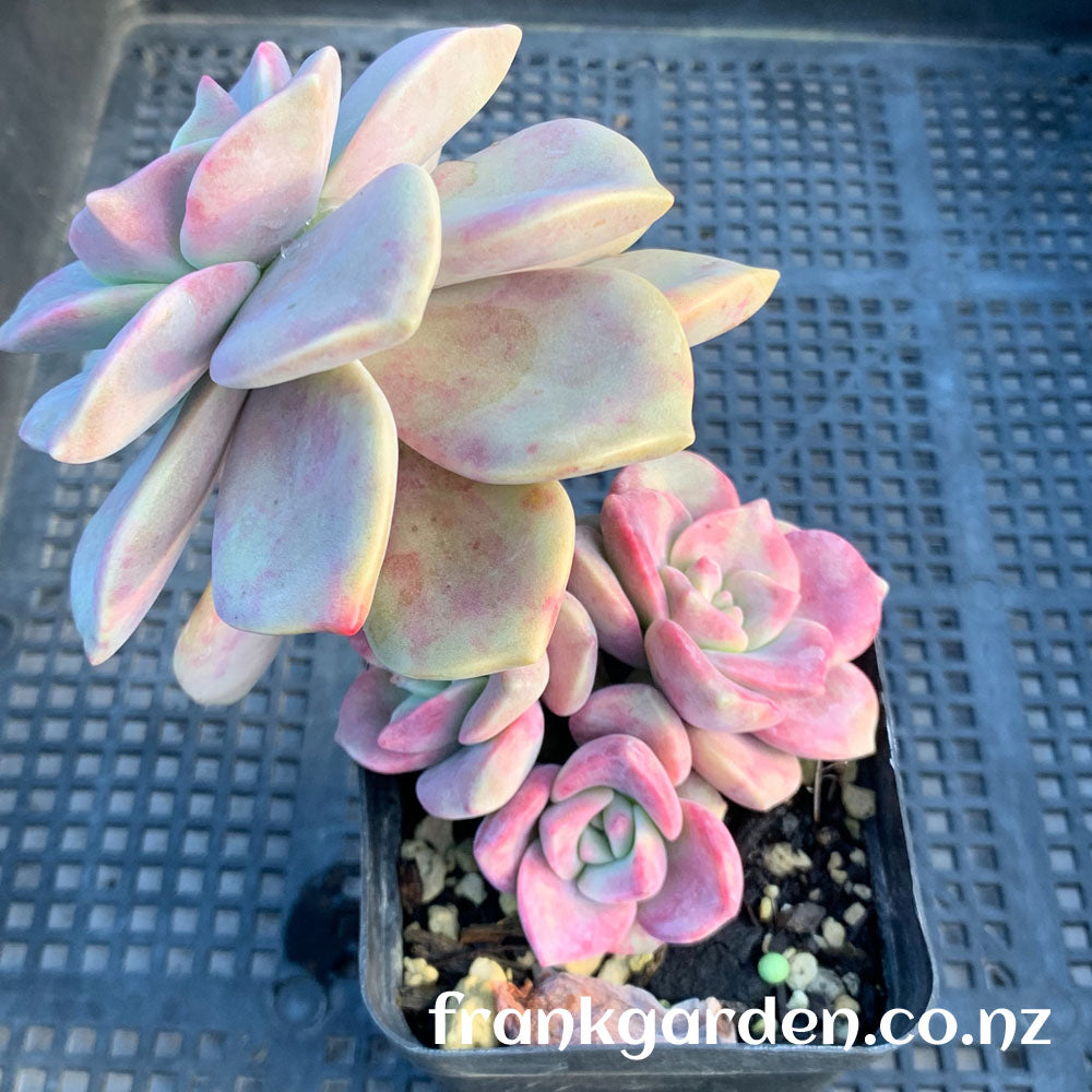 Echeveria Purple delight | 紫乐