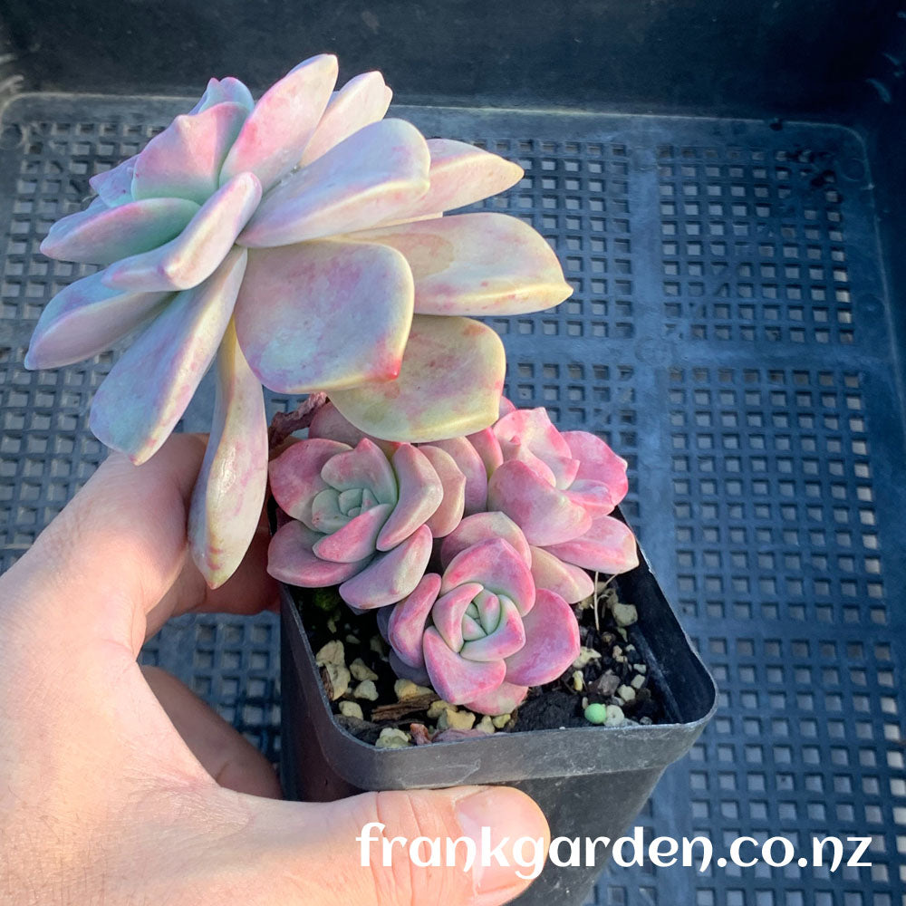 Echeveria Purple delight | 紫乐