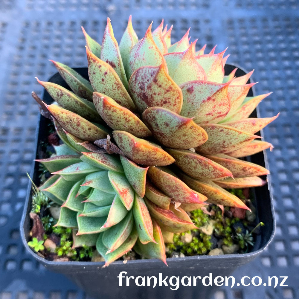 Echeveria Purpusorum cv | 小和锦