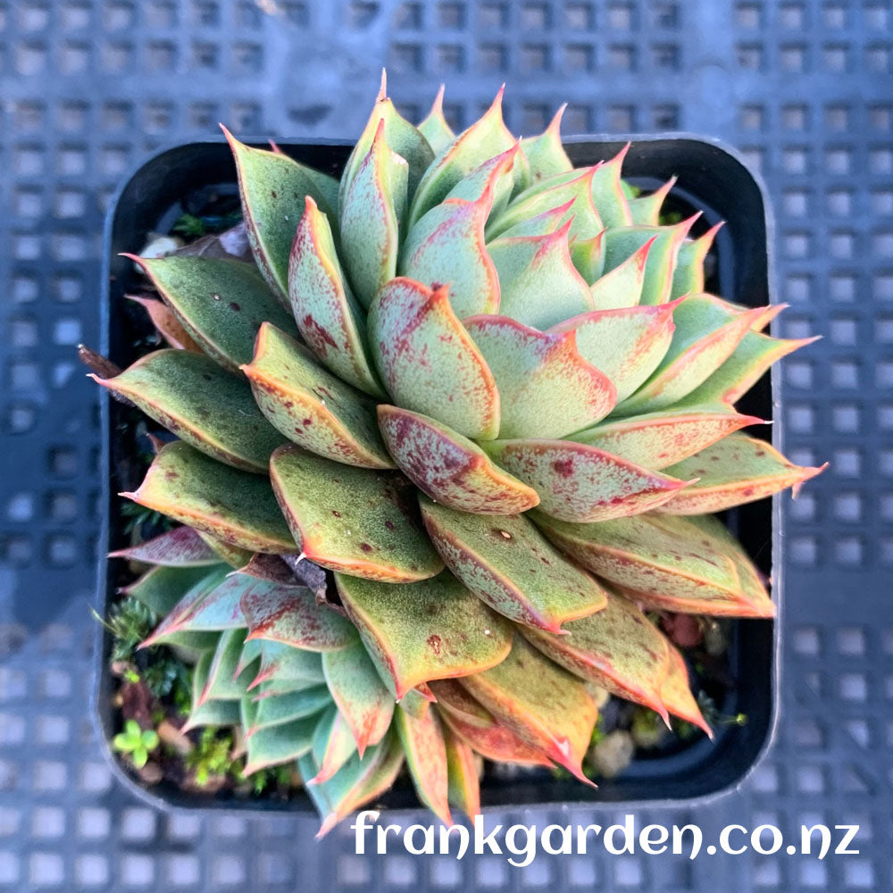 Echeveria Purpusorum cv | 小和锦