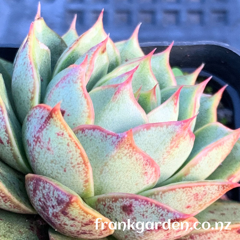 Echeveria Purpusorum cv | 小和锦