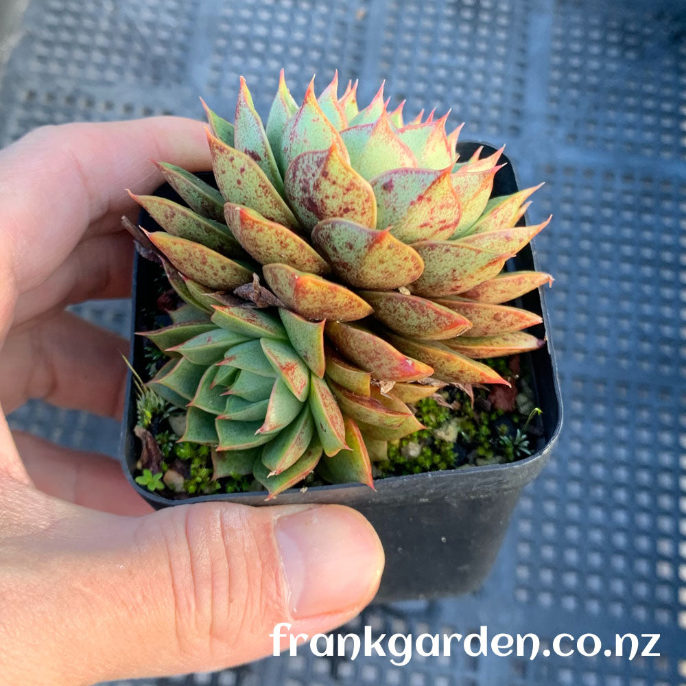 Echeveria Purpusorum cv | 小和锦