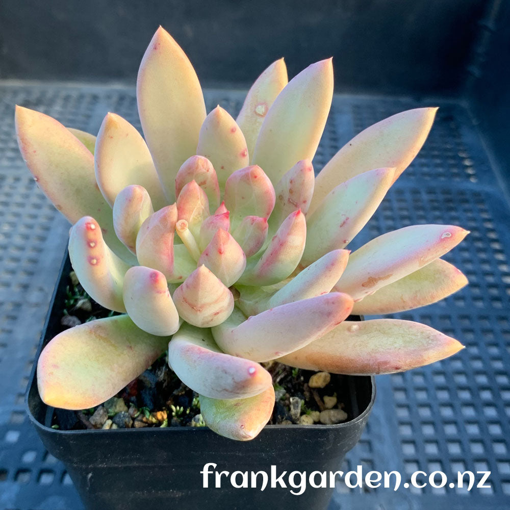 Echeveria Golden Age | 黄金岁月