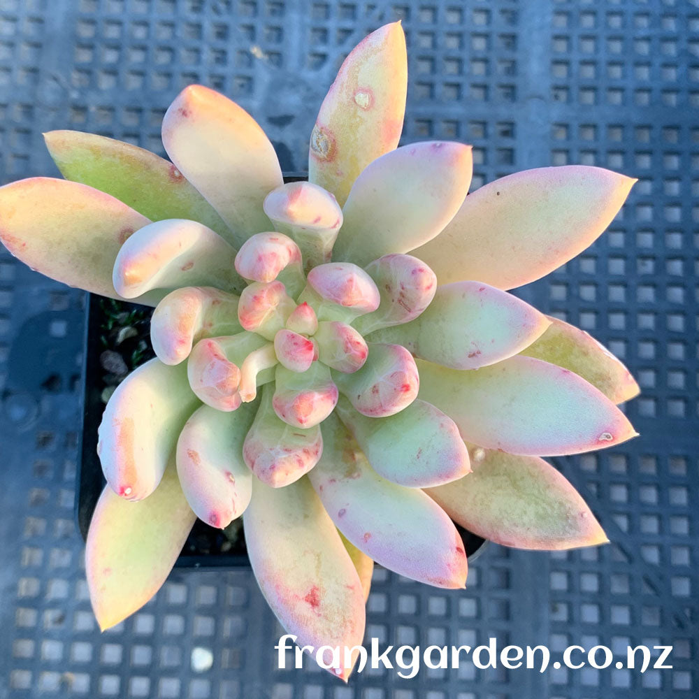 Echeveria Golden Age | 黄金岁月