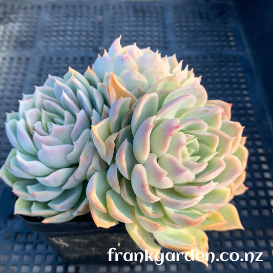 Echeveria Mexican New snowball | 墨西哥新雪球