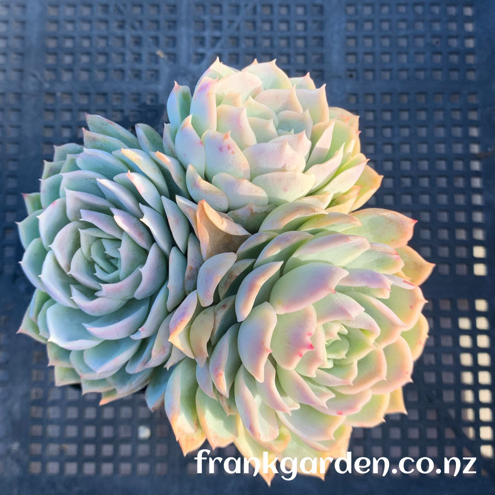 Echeveria Mexican New snowball | 墨西哥新雪球