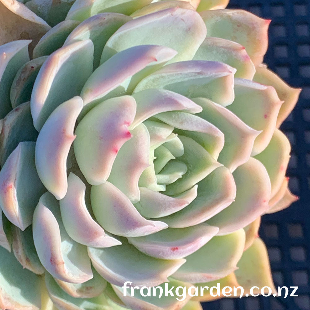 Echeveria Mexican New snowball | 墨西哥新雪球