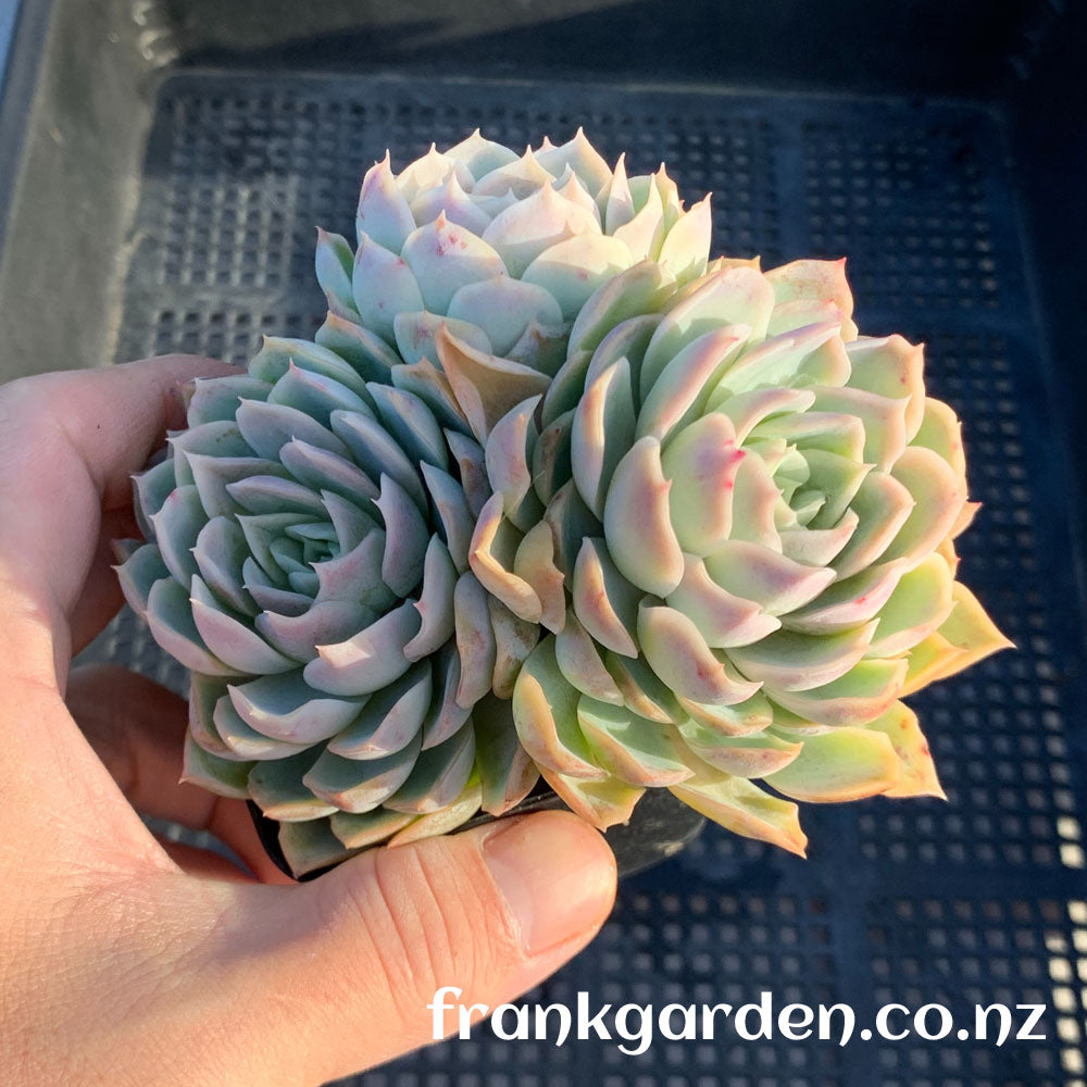 Echeveria Mexican New snowball | 墨西哥新雪球