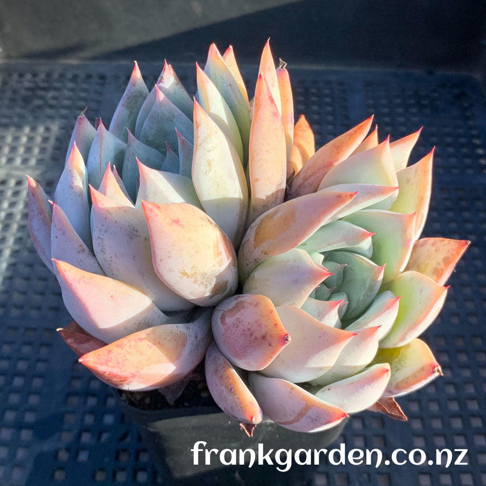 Echeveria Highland rose | 高地玫瑰 – FrankGarden