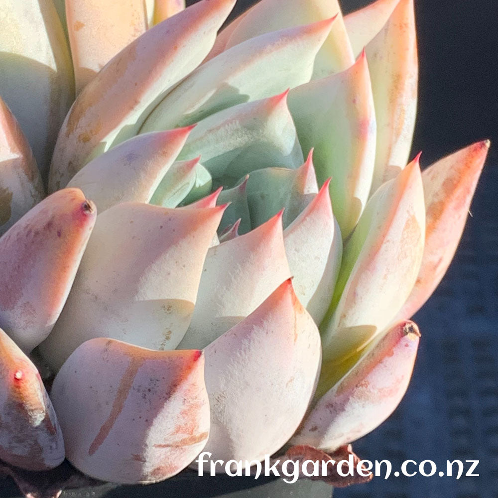 Echeveria Highland rose | 高地玫瑰 – FrankGarden