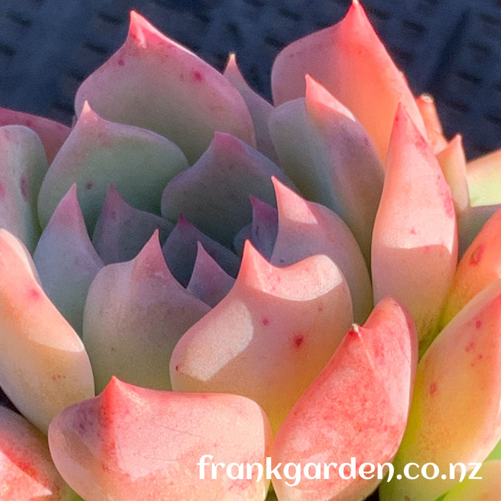 Echeveria Jade flute | 玉笛