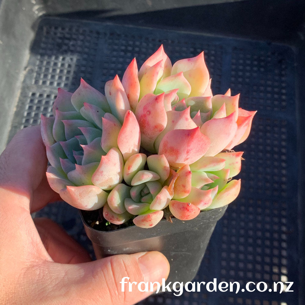 Echeveria Jade flute | 玉笛