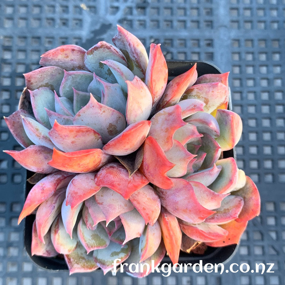 Echeveria Dark ice | 暗冰