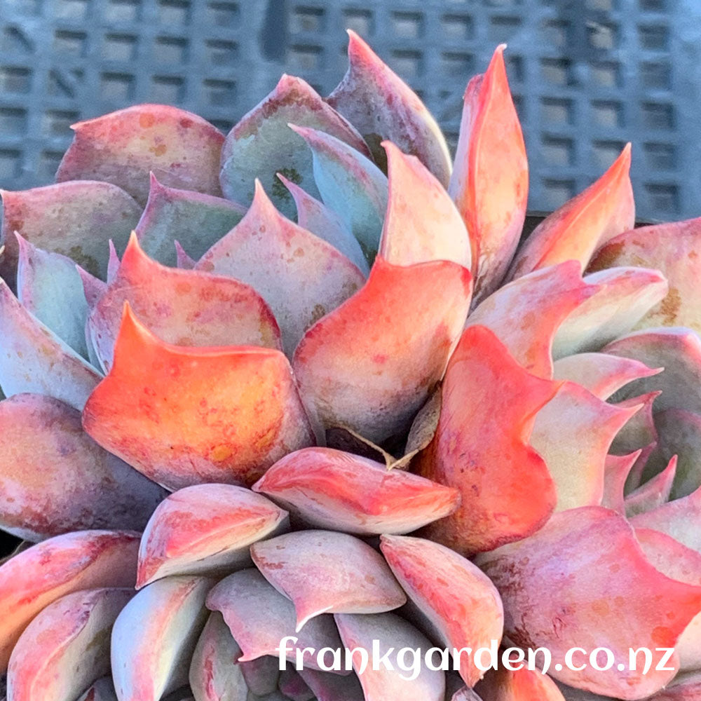 Echeveria Dark ice | 暗冰