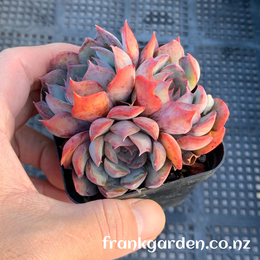 Echeveria Dark ice | 暗冰