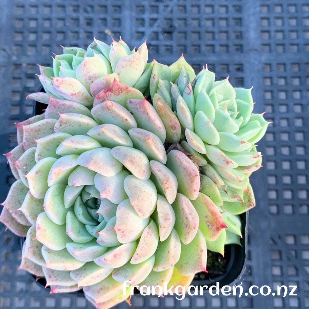 Echeveria Rose moon | 沁心